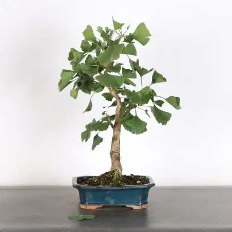 GINKGO BILOBA 1-7