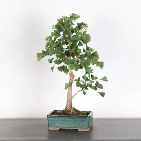 GINKGO BILOBA 2-2