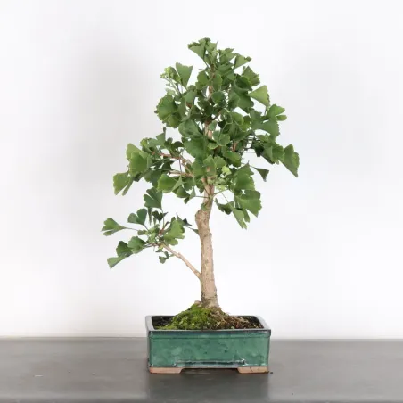 image supplémentaire - GINKGO BILOBA 2-2