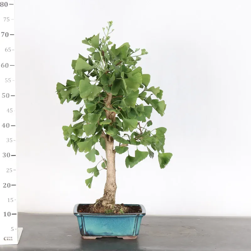 image supplémentaire - GINKGO BILOBA 2-5