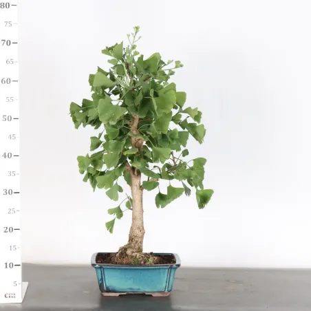 image supplémentaire - GINKGO BILOBA 2-5