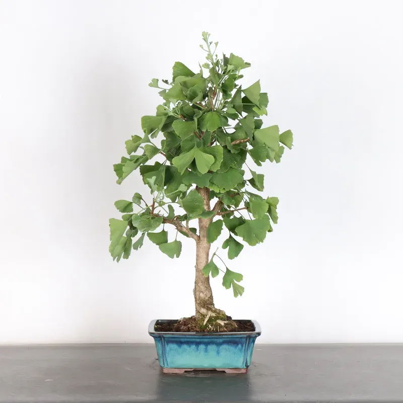 GINKGO BILOBA 2-5