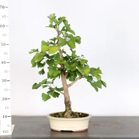 image supplémentaire - GINKGO BILOBA 2-1