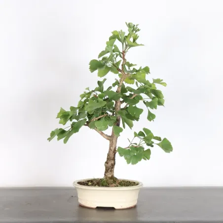 GINKGO BILOBA 2-1