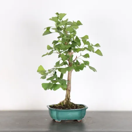 image supplémentaire - GINKGO BILOBA 1-1