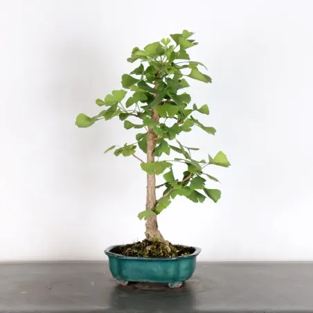 GINKGO BILOBA 1-1