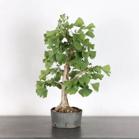 GINKGO BILOBA 1-3