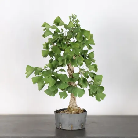 image supplémentaire - GINKGO BILOBA 1-3