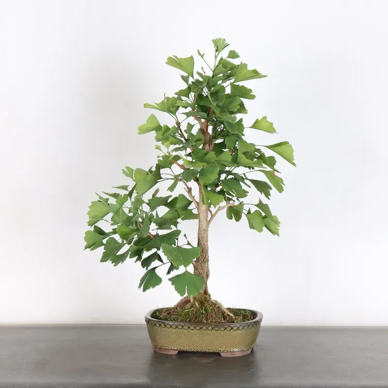 GINKGO BILOBA 1-8