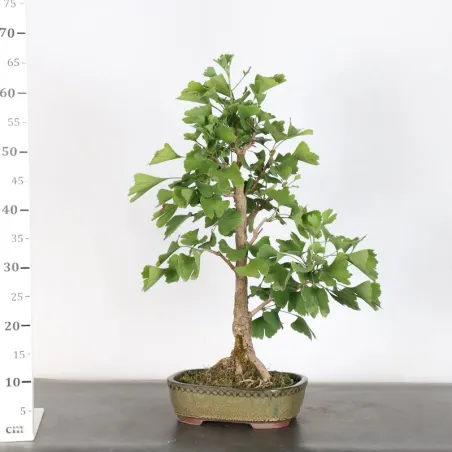 image supplémentaire - GINKGO BILOBA 1-8