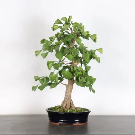 GINKGO BILOBA 1-4