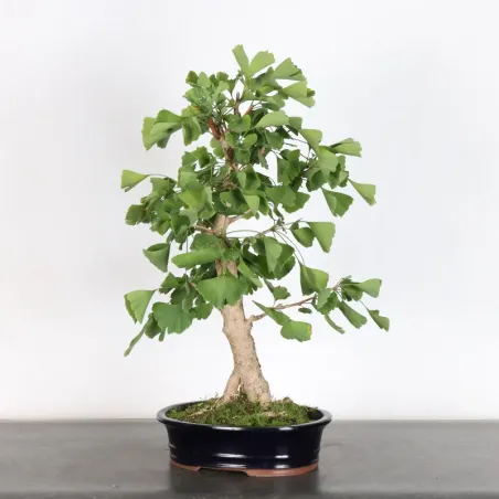 image supplémentaire - GINKGO BILOBA 1-4