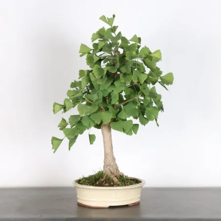 GINKO BILOBA 1-6