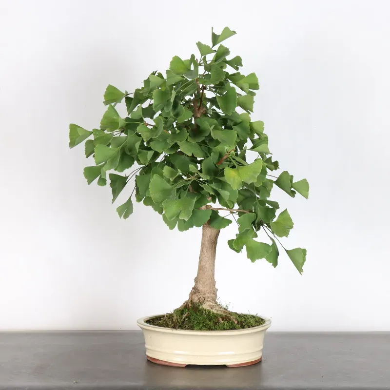 image supplémentaire - GINKO BILOBA 1-6