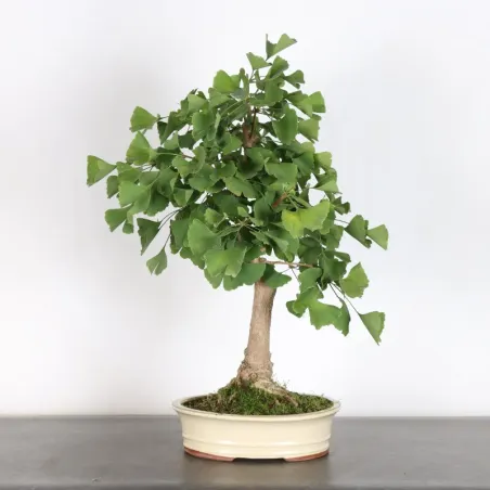 image supplémentaire - GINKGO BILOBA 1-6