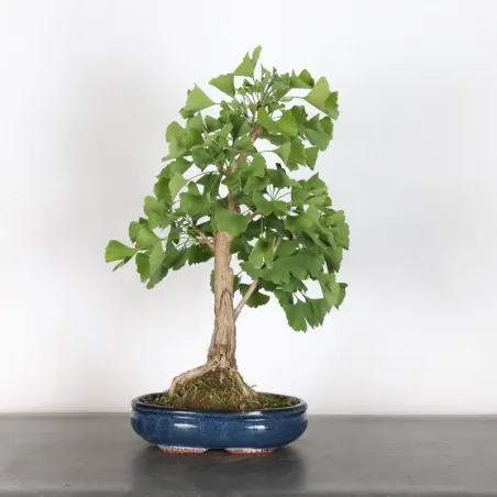GINKGO BILOBA 1-9