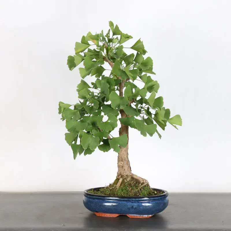 image supplémentaire - GINKGO BILOBA 1-9