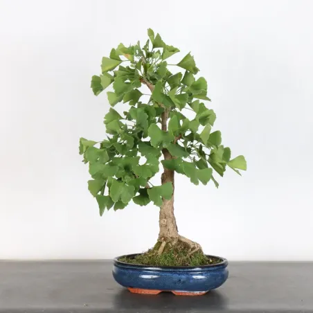 image supplémentaire - GINKGO BILOBA 1-9