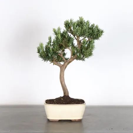 BUDDHA PINE "PODOCARPUS" 1-1