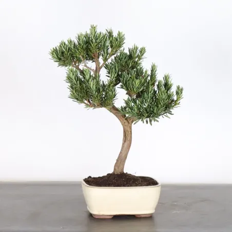 image supplémentaire - BUDDHA PINE "PODOCARPUS" 1-1