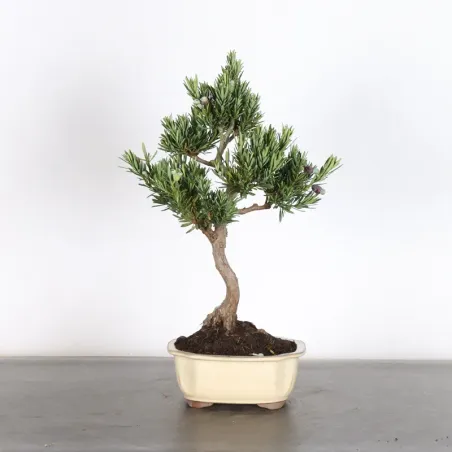 BUDDHA PINE "PODOCARPUS" 1-2