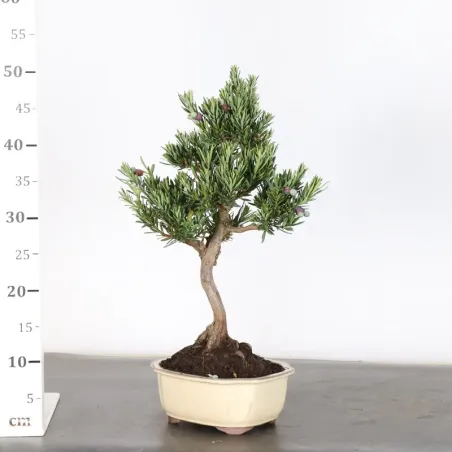 image supplémentaire - BUDDHA PINE "PODOCARPUS" 1-2