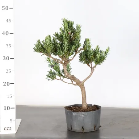 image supplémentaire - BUDDHA PINE "PODOCARPUS" 1-4