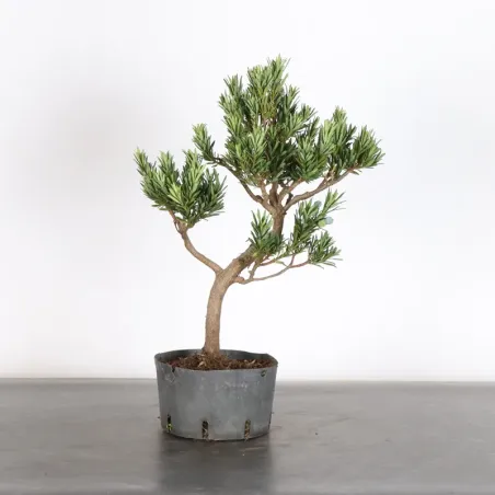 BUDDHA PINE "PODOCARPUS" 1-4
