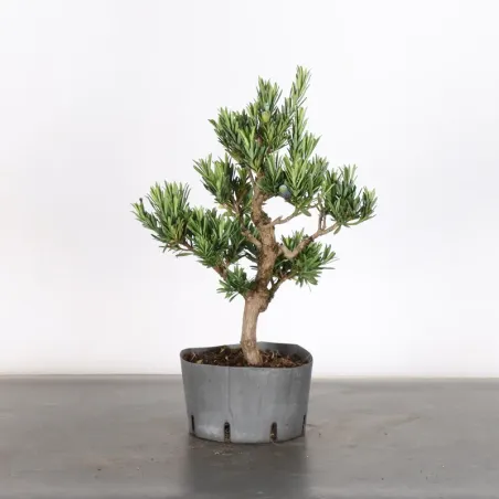 PIN DE BOUDDHA "PODOCARPUS" 1-5