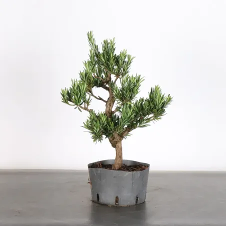 image supplémentaire - PIN DE BOUDDHA "PODOCARPUS"...