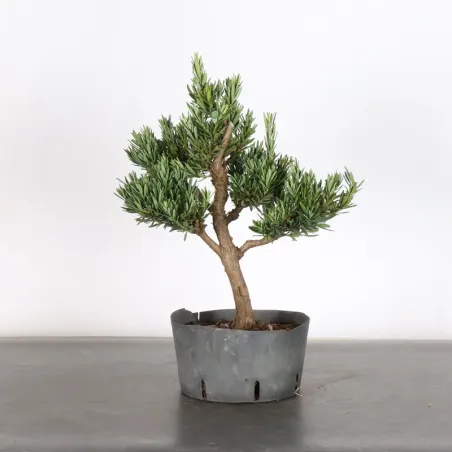 image supplémentaire - PIN DE BOUDDHA "PODOCARPUS"...