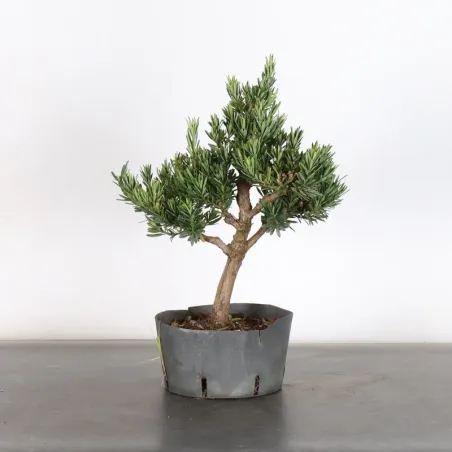 BUDDHA PINE "PODOCARPUS" 1-10