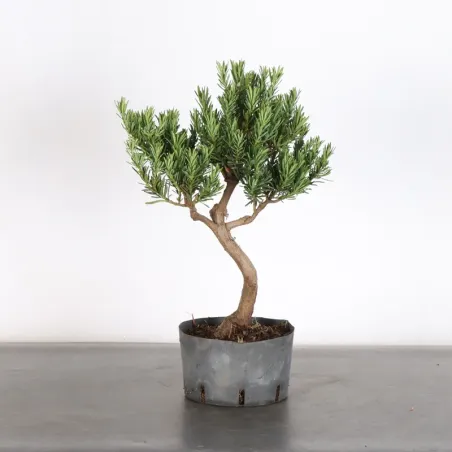 PODOCARPUS