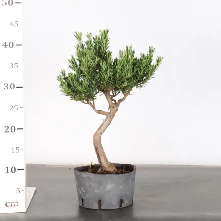 image supplémentaire - BUDDHA PINE "PODOCARPUS" 2-2