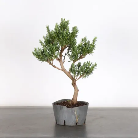 PODOCARPUS