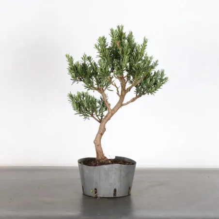 image supplémentaire - BUDDHA PINE "PODOCARPUS" 2-3