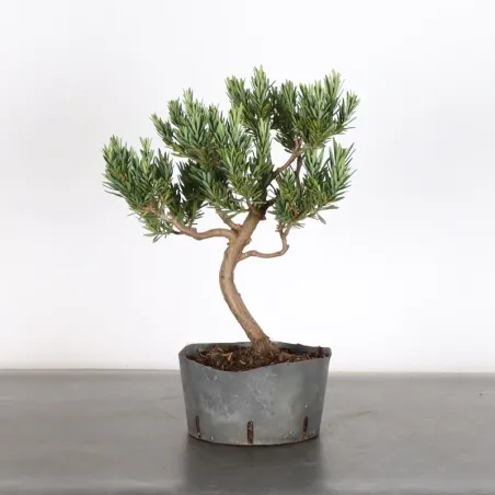 PODOCARPUS