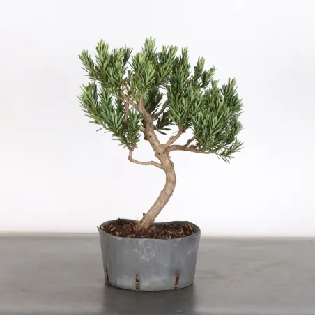 image supplémentaire - BUDDHA PINE "PODOCARPUS" 2-4