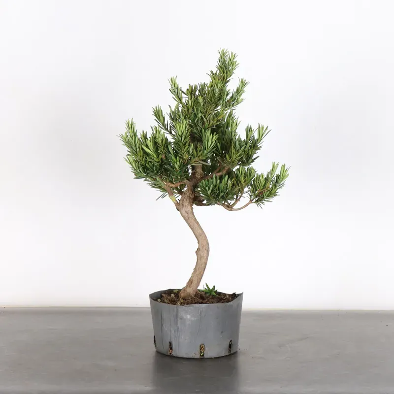 BUDDHA PINE "PODOCARPUS" 3-3