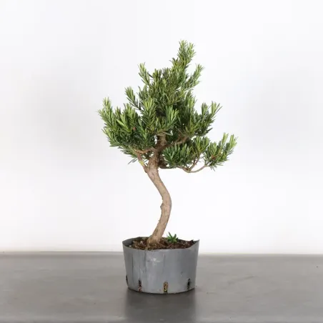 PIN DE BOUDDHA "PODOCARPUS" 3-3