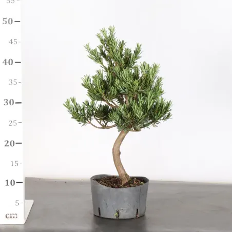 image supplémentaire - PIN DE BOUDDHA "PODOCARPUS"...