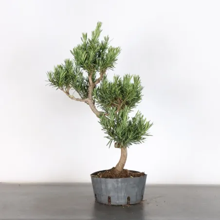 image supplémentaire - PIN DE BOUDDHA "PODOCARPUS"...
