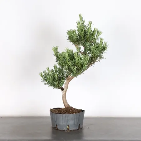 PIN DE BOUDDHA "PODOCARPUS" 3-5