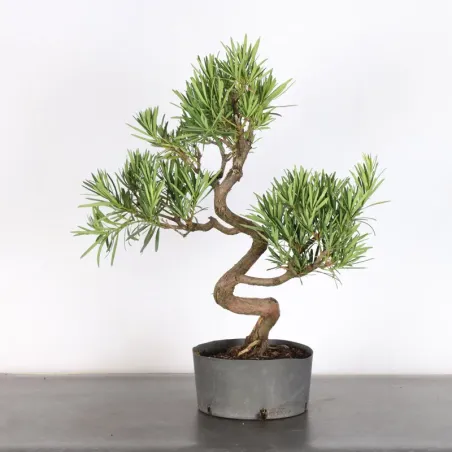 image supplémentaire - PIN DE BOUDDHA "PODOCARPUS"...