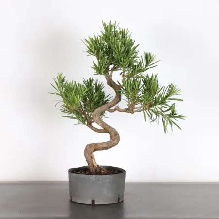 PIN DE BOUDDHA "PODOCARPUS" 4-2