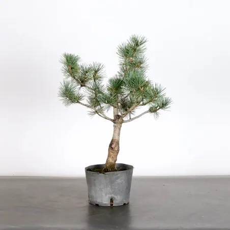 Bonsai Pin Pentaphylla PP-1-1