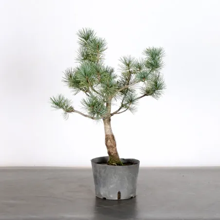 image supplémentaire - PREBONSAI PIN BLANC DU...