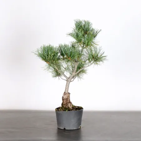Bonsai Pin Pentaphylla PP-1-11