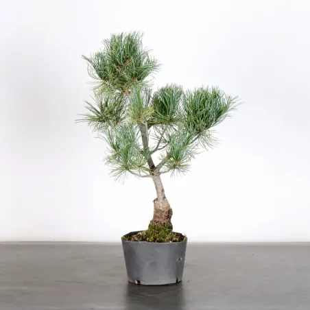 image supplémentaire - PREBONSAI PIN BLANC DU...