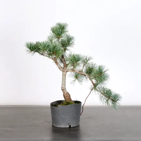 image supplémentaire - PREBONSAI PIN BLANC DU...